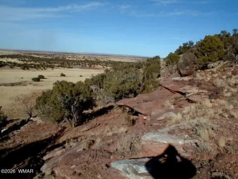 Heavily Treed Land in Concho