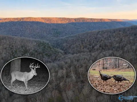 Mountain Hunting Land with UTV Access