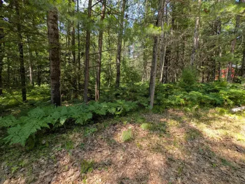 Wooded Residential Land Parcel
