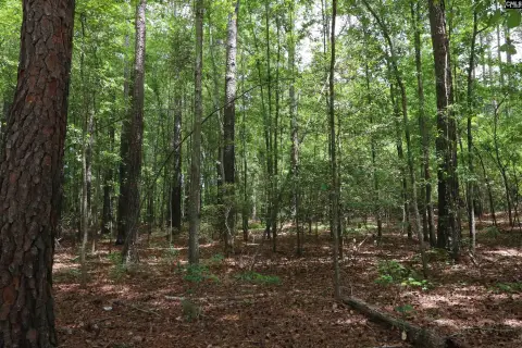 Wooded Acreage Near North Edisto