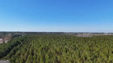 Planted Pine Hunting Land