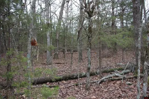 Flippin, AR Wooded Acreage