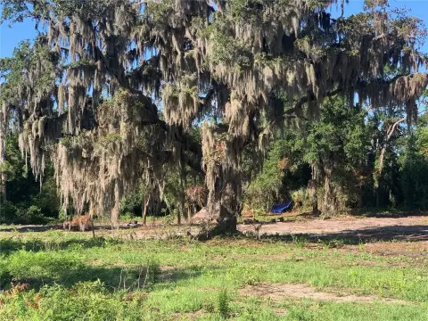 Vacant Land with Oak Trees