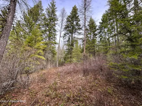 Forested Land Near Lake Cocolalla