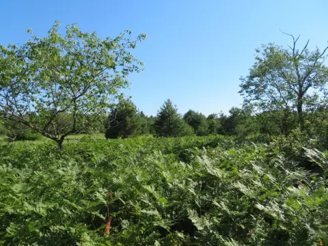 Recreational Land Lot with Utilities