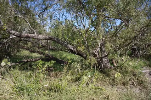 Undeveloped Land in Sinton, TX