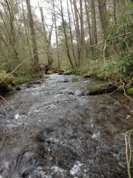 Land with Creek in Murphy