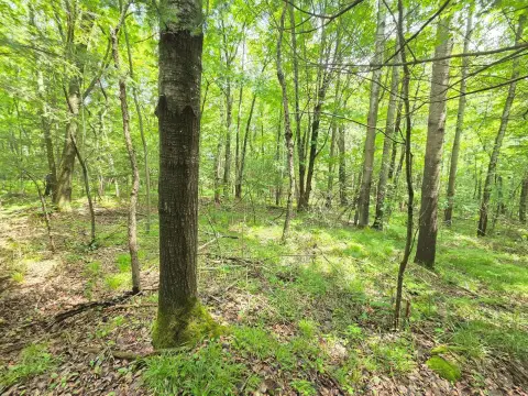 Mature Timber Hunting Land Parcel