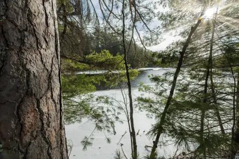 Waterfront Wooded Land Parcel