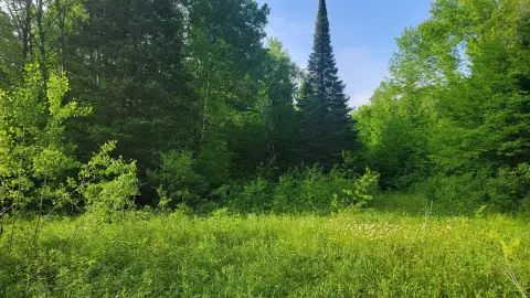 Hunting Land with MFL Management