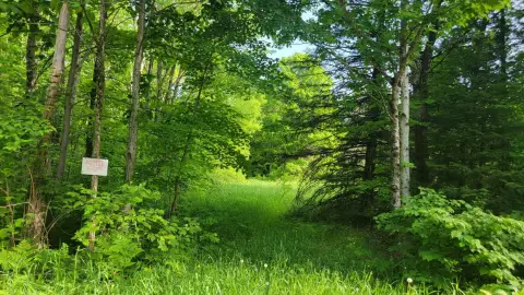 Recreational Hunting Land with Timber