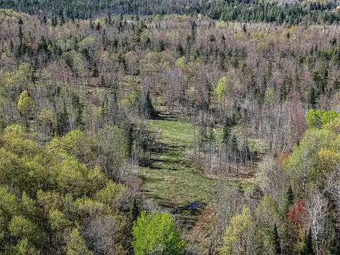 Wooded Land With Open Areas