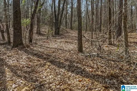 20-Acre Hunting and Homesite Land