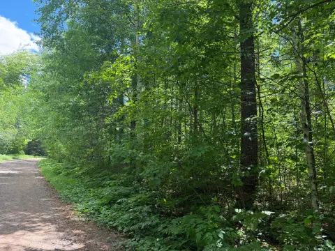 Level Timber Building Lot