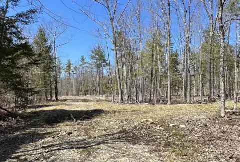 Wooded Homesite Land Parcel