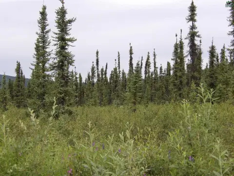 Fairbanks Land Parcels For Sale