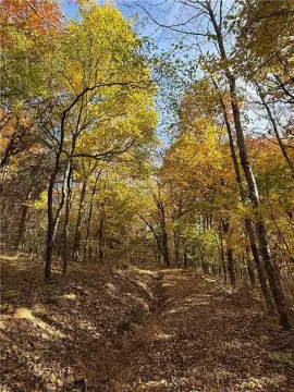 40 Acres Wooded Land