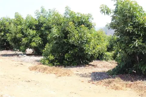 Temecula Avocado Grove on 20 Acres