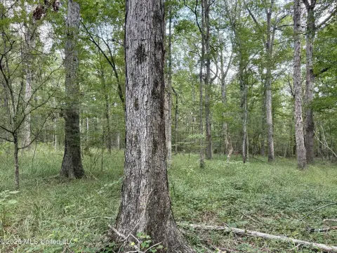 Hunting Land with Established Roads