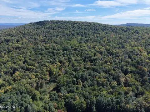 Timbered Land Along a Creek