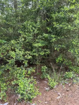Golf Course Frontage Land