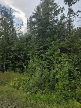 Wooded Hunting Land