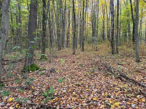 Wooded Recreational Land