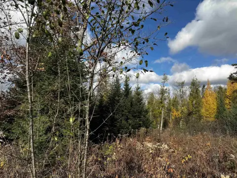 Wooded Land in Foster City