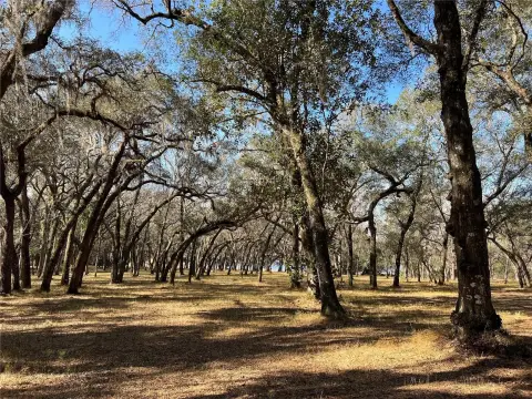 158 Acres within Ocala Forest