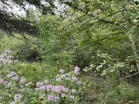 Hunting Land with Ground Blind