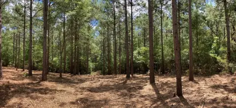 Wooded Hunting Land with Cabin