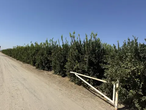 Citrus Orchard Farm