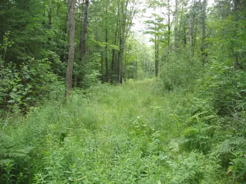 Wooded Hunting Land
