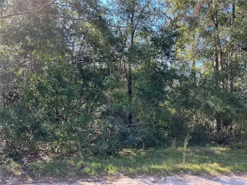 Wooded Land in Williston, Florida