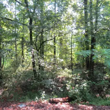 Wooded Hunting Land Tract