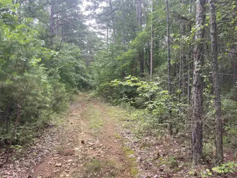 Timberland Hunting Tract with Wells