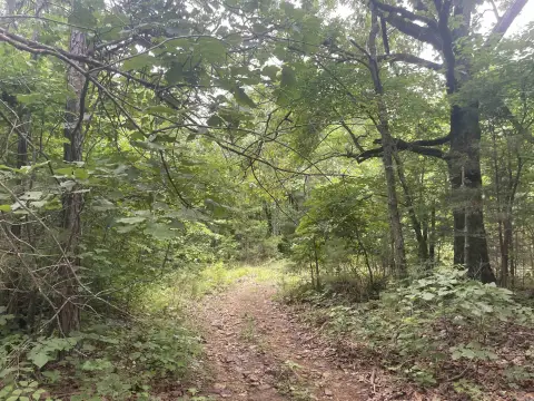 Heavily Wooded Hunting Tract