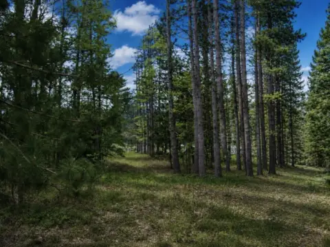 Wooded Acreage Near Lakes