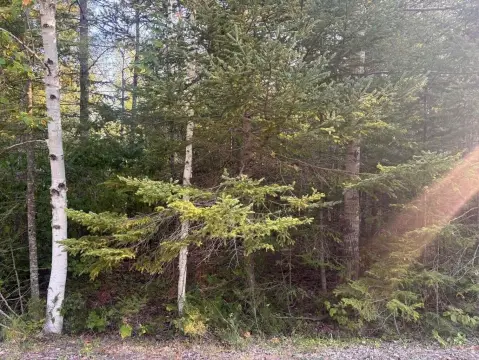 Wooded Land Near Presque Isle