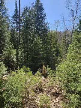 Mio Wooded Land for Sale