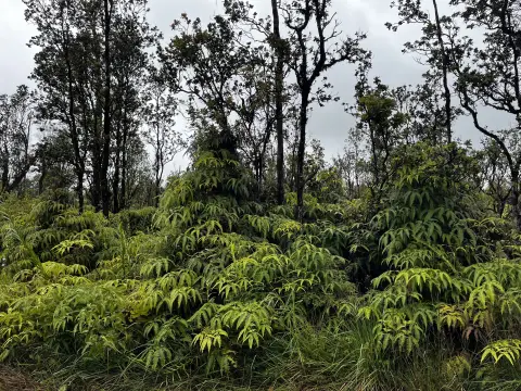 Land Near Volcano National Park