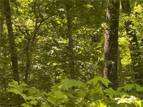 Land with Hardwood Trees