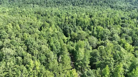 Wooded Recreational Land with Road Access