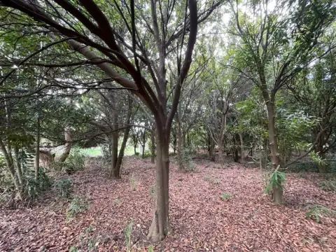Serene Lot in Naalehu, HI