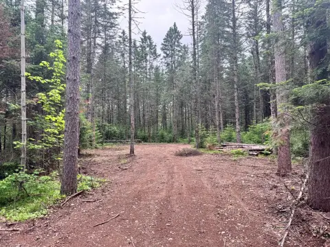 Wooded Hunting Land with New Driveway