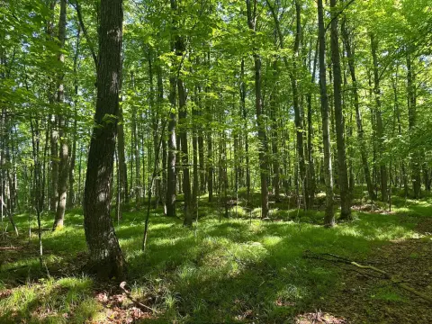 Wooded Recreation Land Parcel