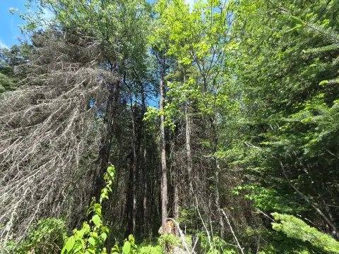 Northwoods Building Site Near Lake