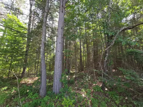 Wooded Building Site Near Lake