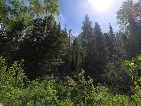 Wooded Lot Near Solberg Lake