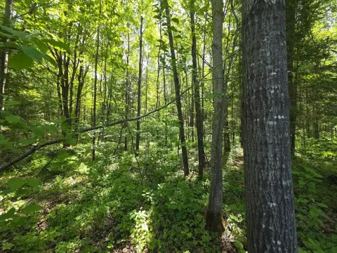 Wooded Building Site Near Lake